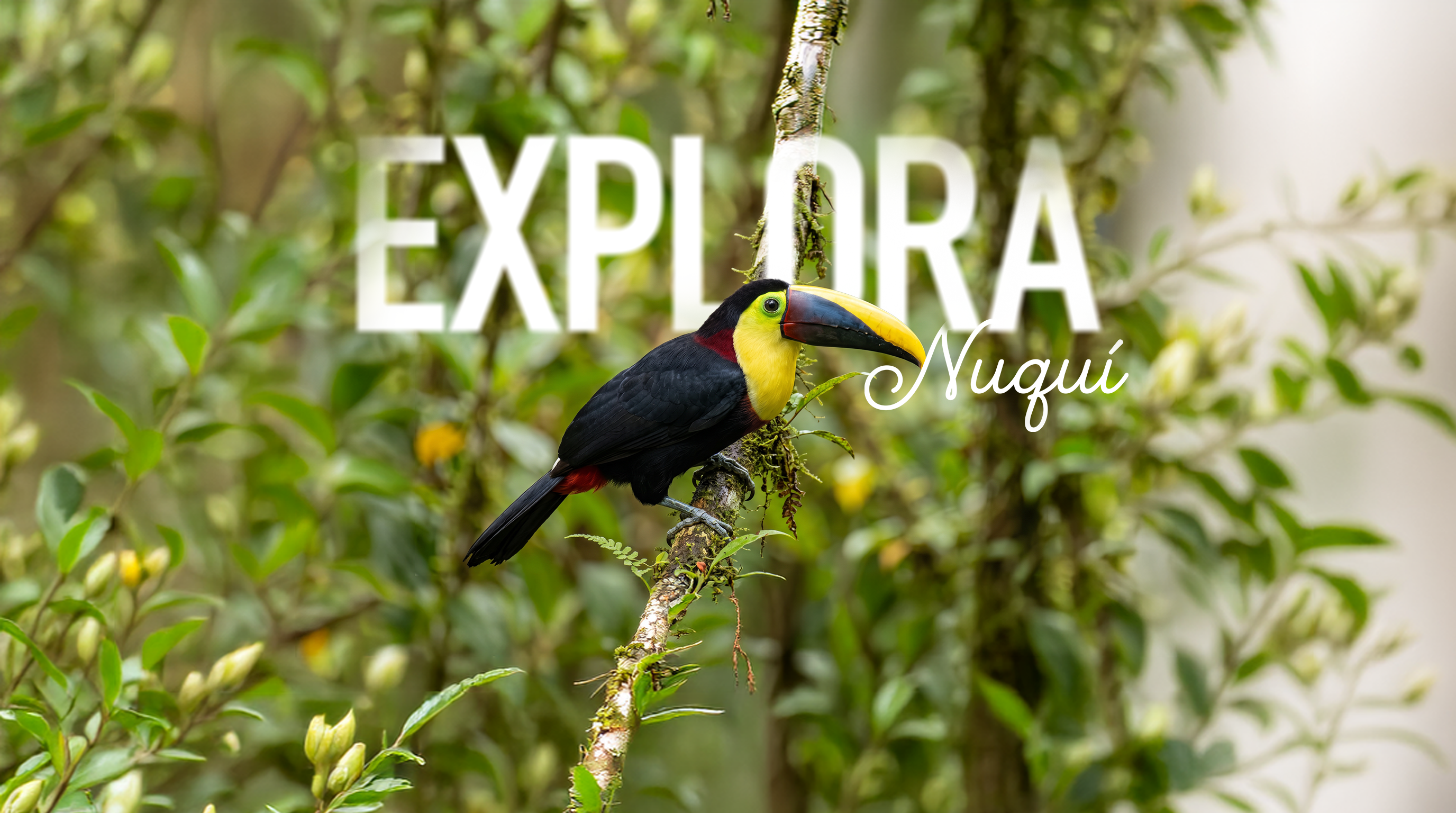 Explora Nuquí IA 5